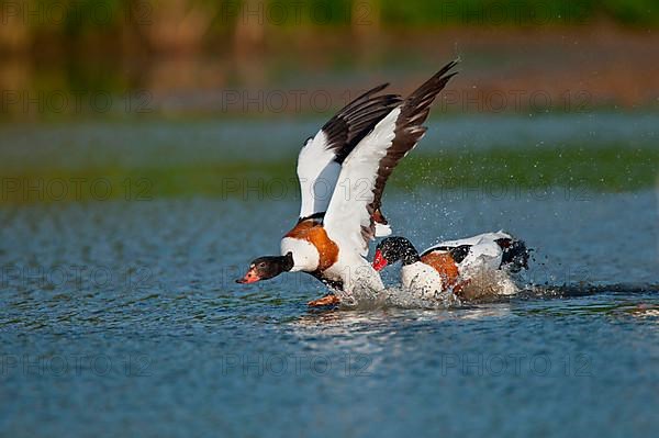 Common shelduck