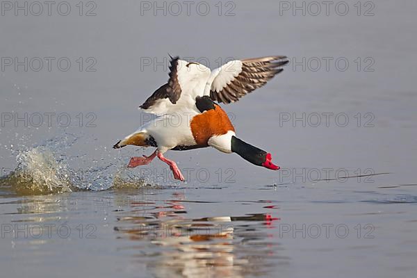 Common Shelduck