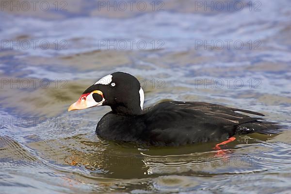 Surf Scoter