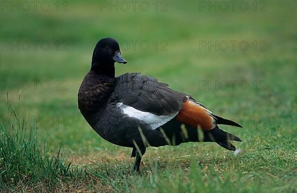 Paradise shelduck