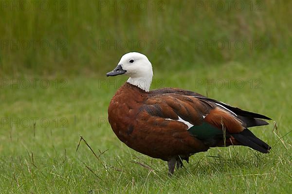 Paradise shelduck