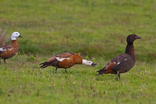 Paradise Shelduck
