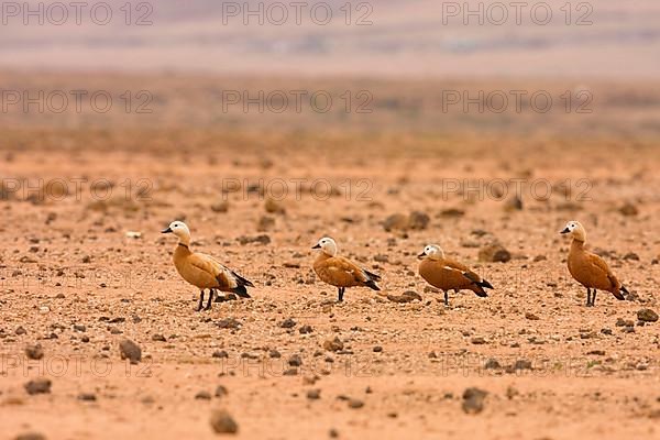 Ruddy shelduck