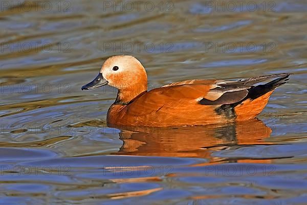 Ruddy shelduck