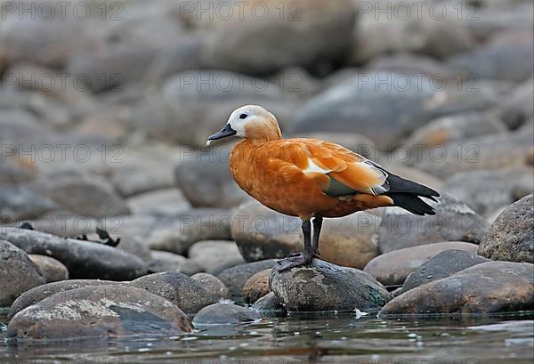 Ruddy Shelduck