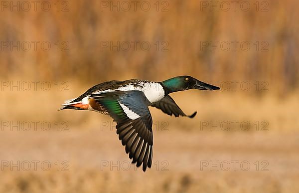 Northern Shoveler