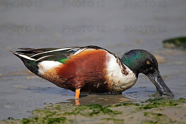 Northern shovelers