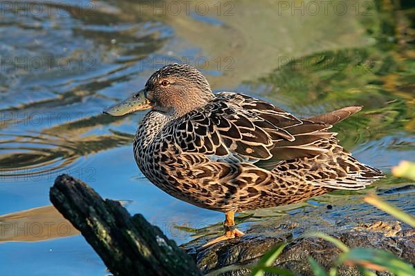 Australian Shoveler