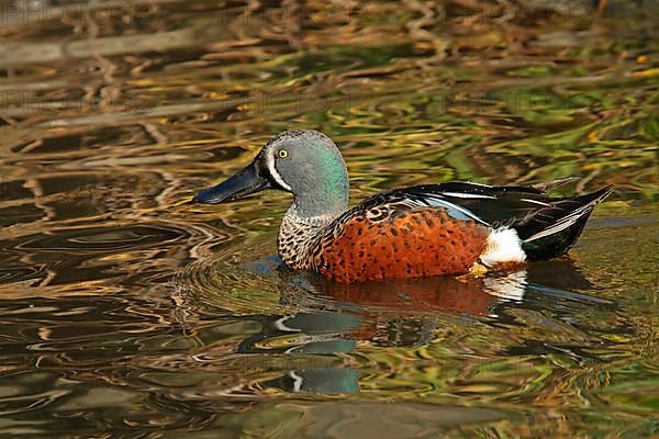 Australian Shoveler