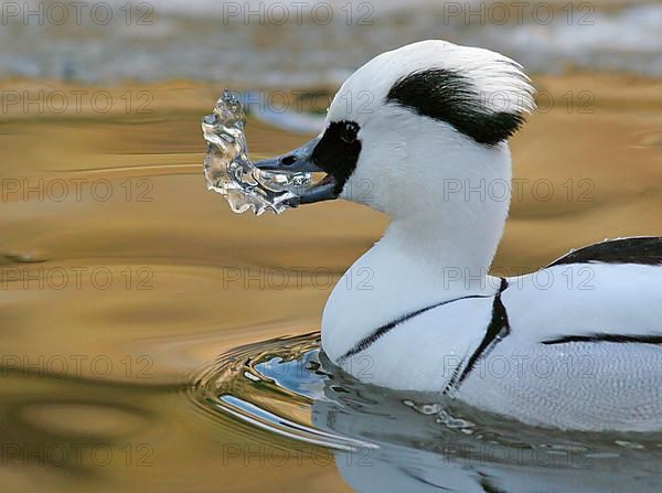 Smew