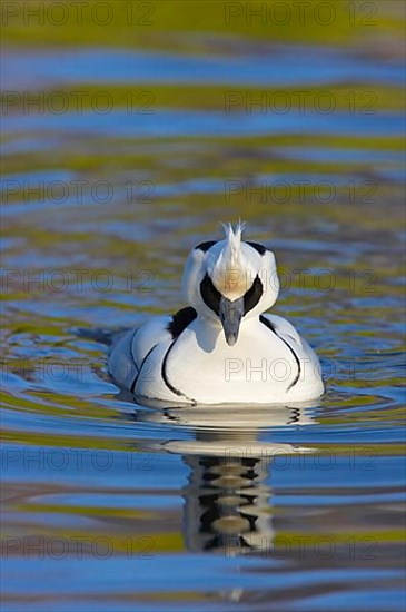 Smew