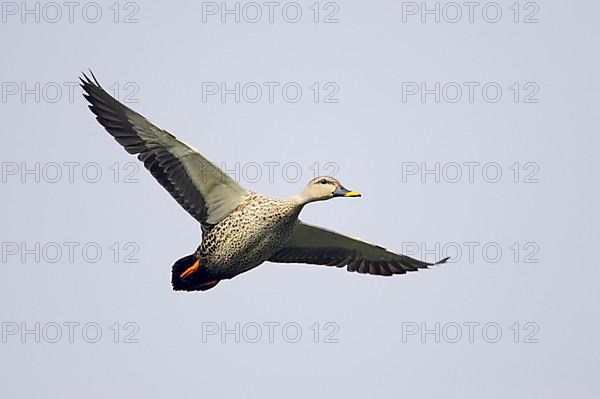 Spot-billed duck