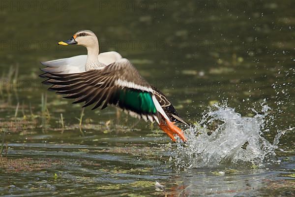 Spot-billed duck