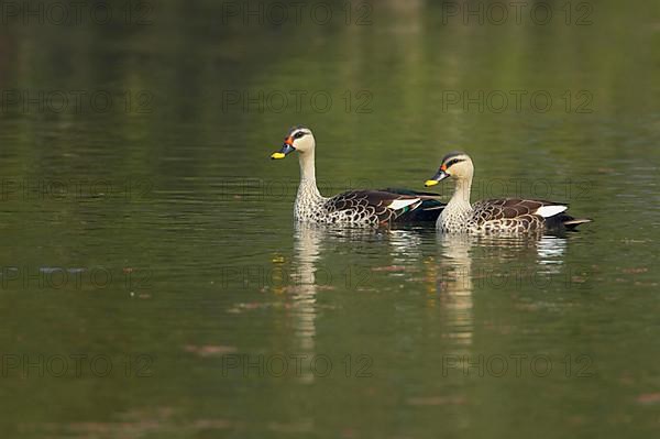 Spot-billed duck