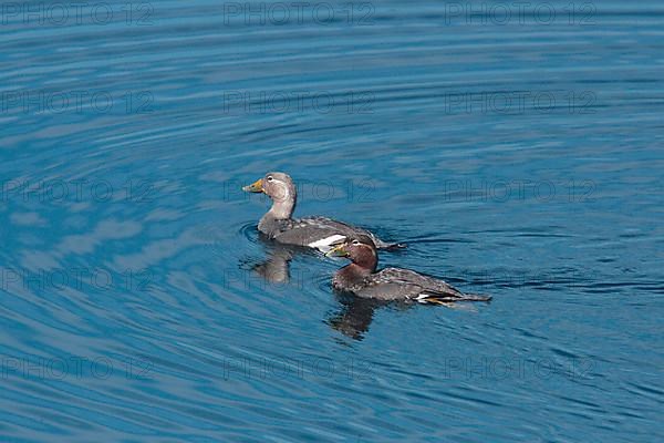 Flying steamer duck