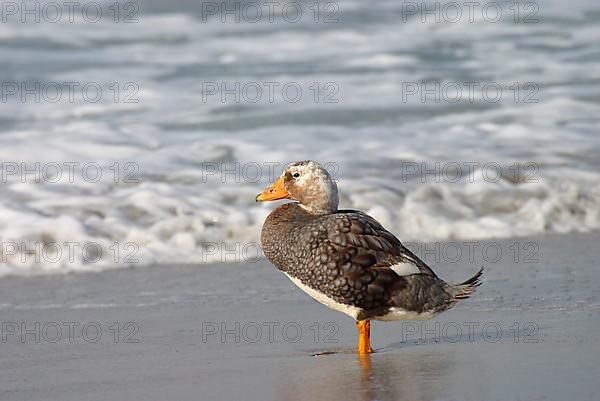 Falkland steamer duck