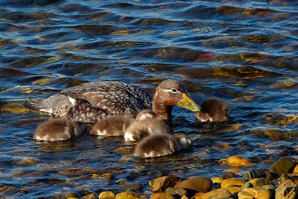 Falkland steamer duck