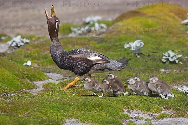 Falkland steamer ducks