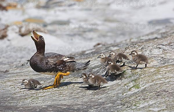 Falkland steamer ducks