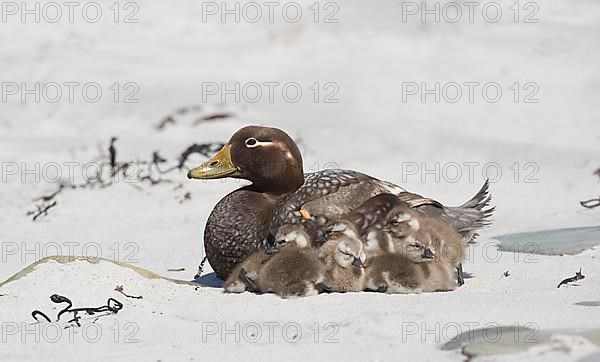 Falkland steamer ducks