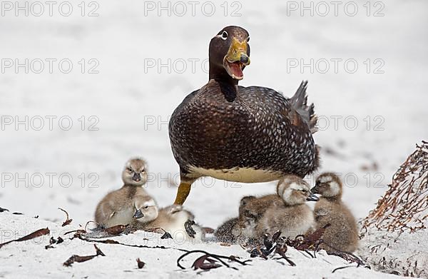 Falkland steamer ducks