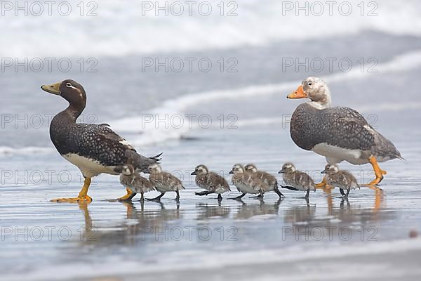 Falkland steamer ducks