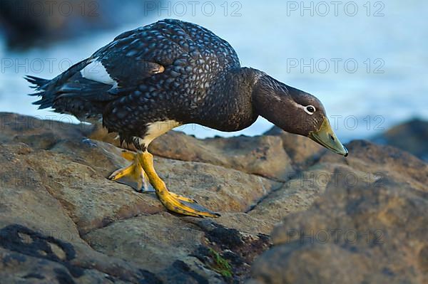 Falkland Flightless falkland steamer duck