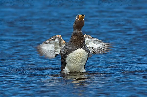 Falkland Flightless falkland steamer duck