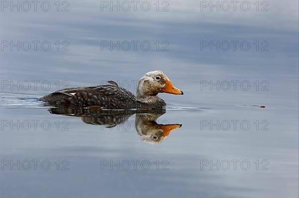 Falkland steamer ducks