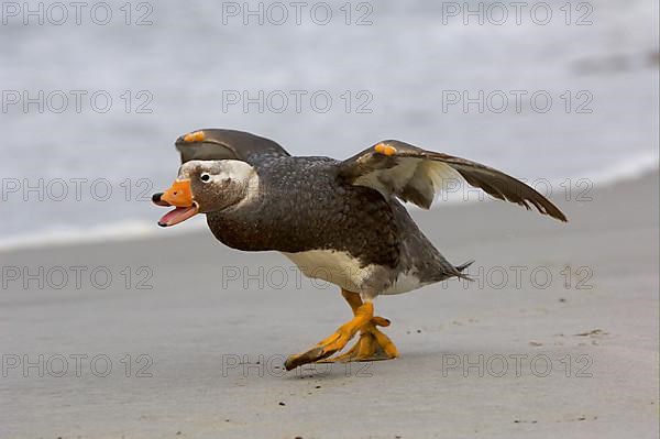 Falkland Flightless falkland steamer duck