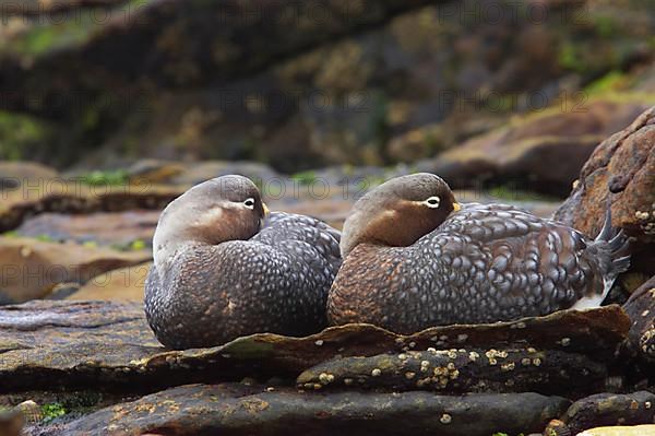 Falkland steamer ducks