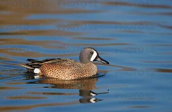 Blue-winged teals