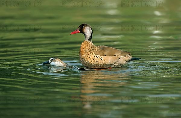 Brazilian Pygmy Teal