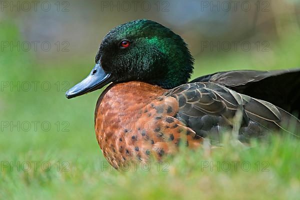 Chestnut-breasted teals