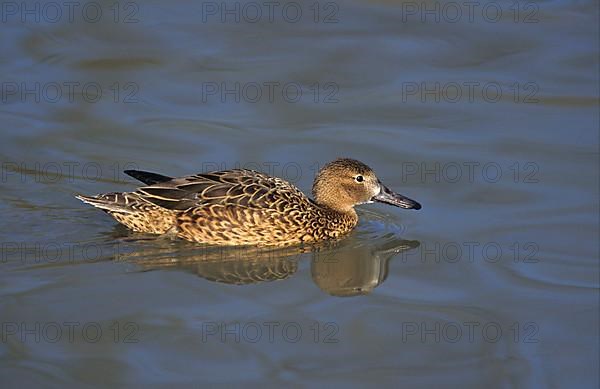 Cinnamon teal