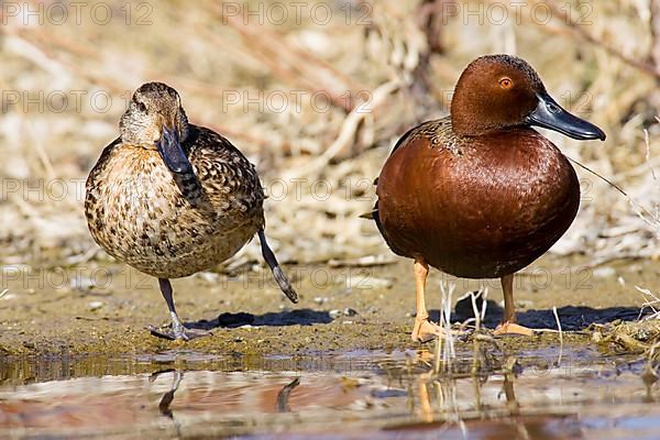 Cinnamon Teal