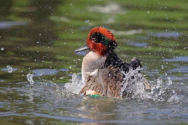 American green-winged teal