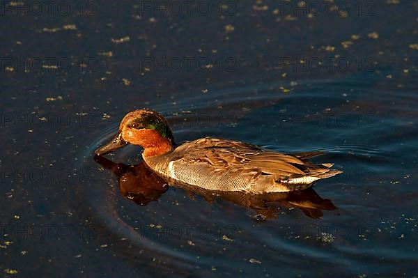 Green-winged Teal