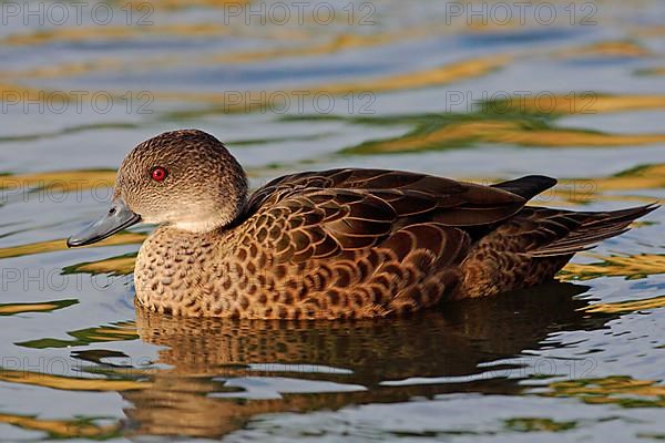 Australian White-throated Duck