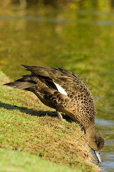 Grey teal