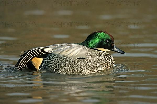 Falcon teal