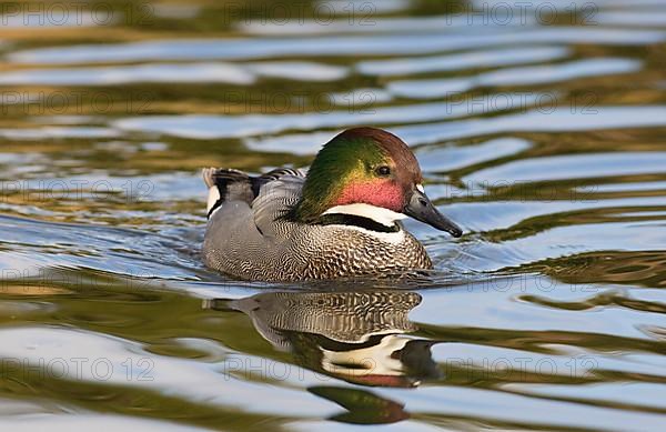 Falcon Duck