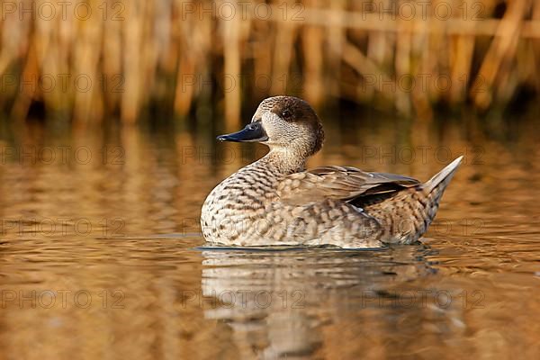 Marbled marbled duck