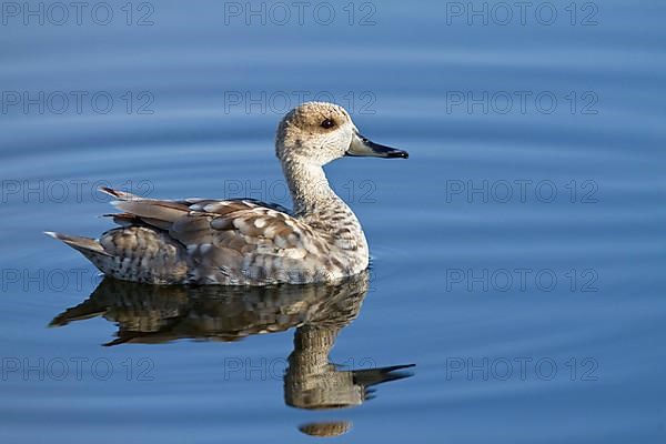 Marbled Teal