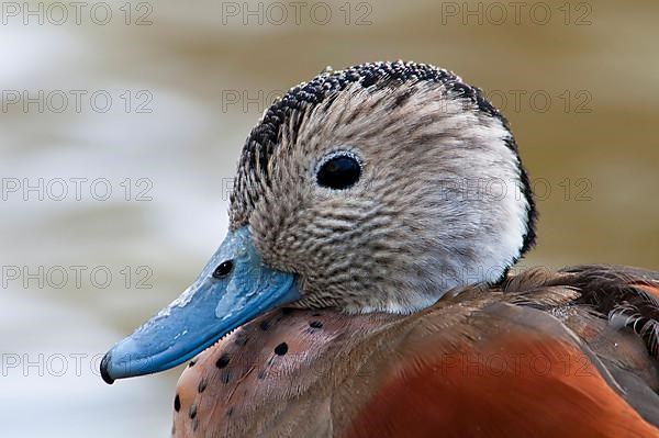 Ringed teal