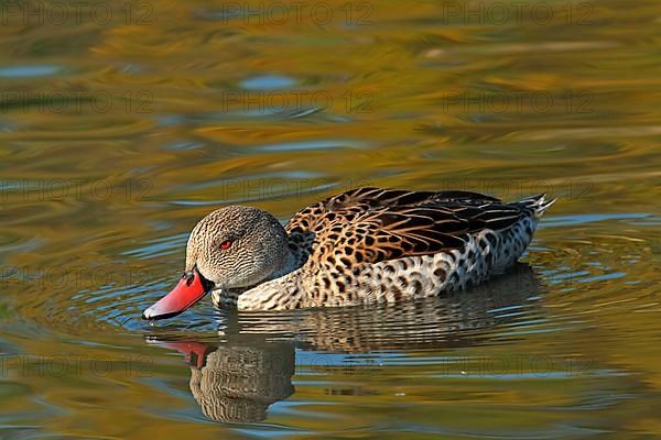 Cape teal