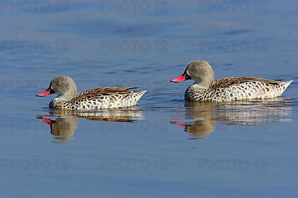 Cape cape teal