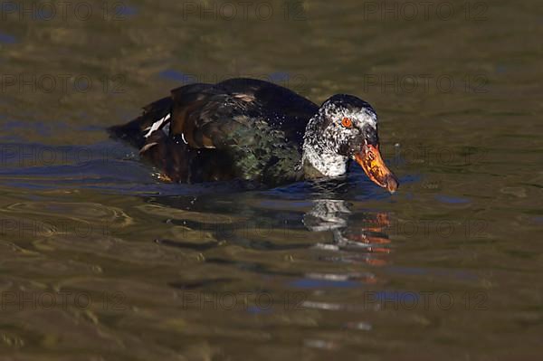 Malay Duck