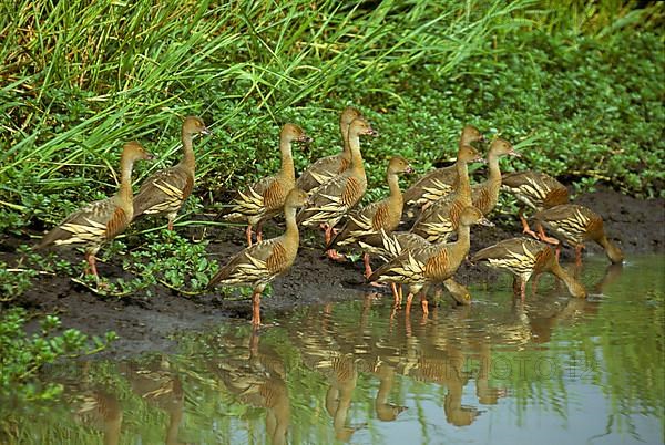 Plumed whistling duck