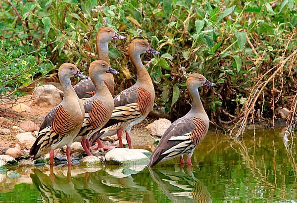 Plumed Whistling-duck